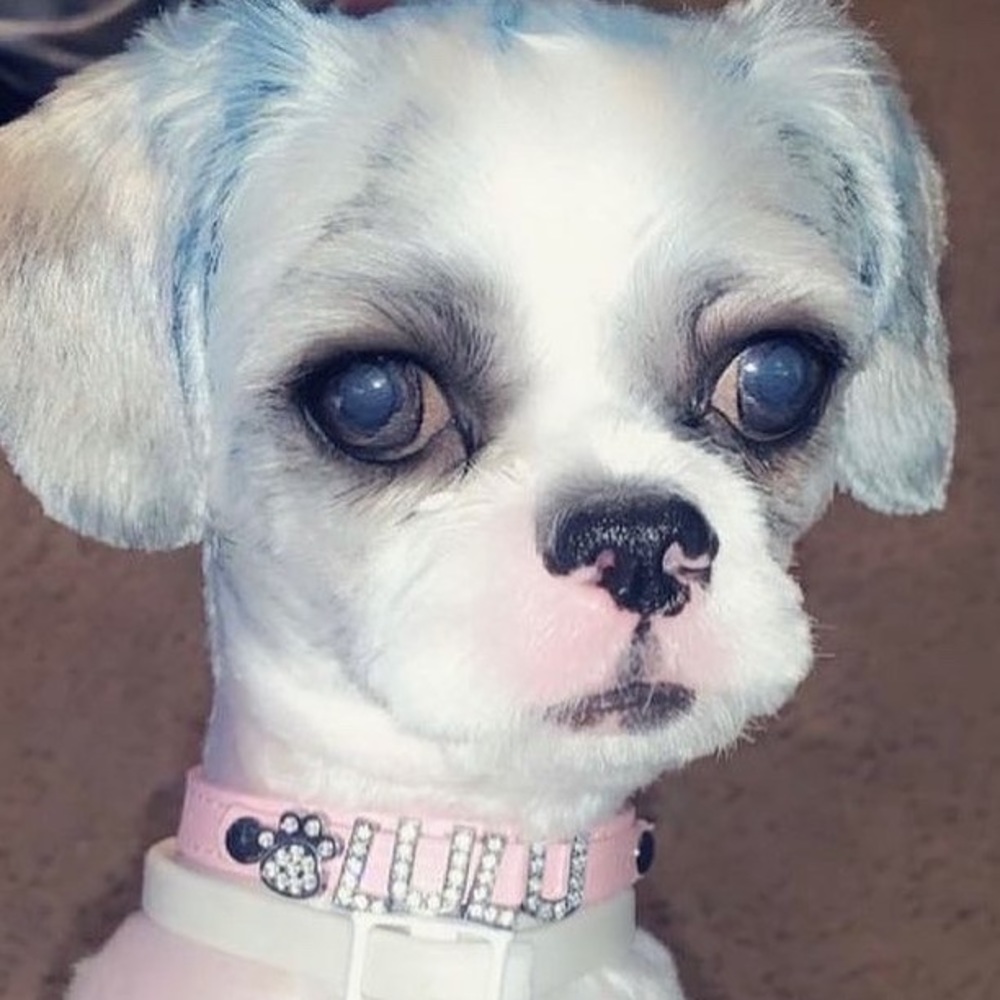 RIP -Lost My Baby this Morning & Cremation on Feb 05 ,2024